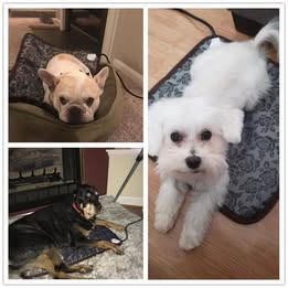 Adjustable Pet Heating Pad with Anti-bite Steel Cord